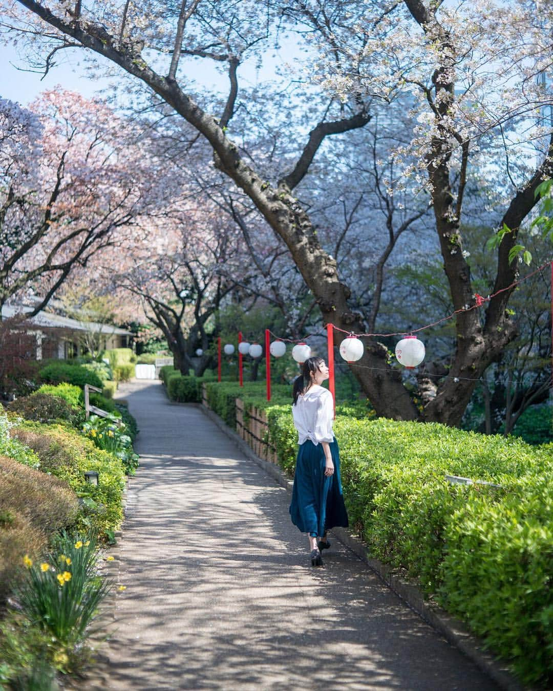 品川プリンスホテルさんのインスタグラム写真 - (品川プリンスホテルInstagram)「今週末はお花見🌸高輪エリアにある日本庭園の桜が見ごろを迎えようとしています。 開催中の『桜まつり』では着物の着付け体験やステージイベントもお楽しみいただけますので、週末はぜひ高輪・品川エリアへ。 各レストランでは様々な春のお料理、スイーツをご用意しております。  The cherry blossoms in the Japanese garden will likely reach their peak over the weekend. We will have a kimono fitting area and a stage event ready for all of you.  https://www.princehotels.co.jp/tokyocityarea/tokyomoments/spring2019/special2.html」3月29日 10時33分 - shinagawaprincehotel