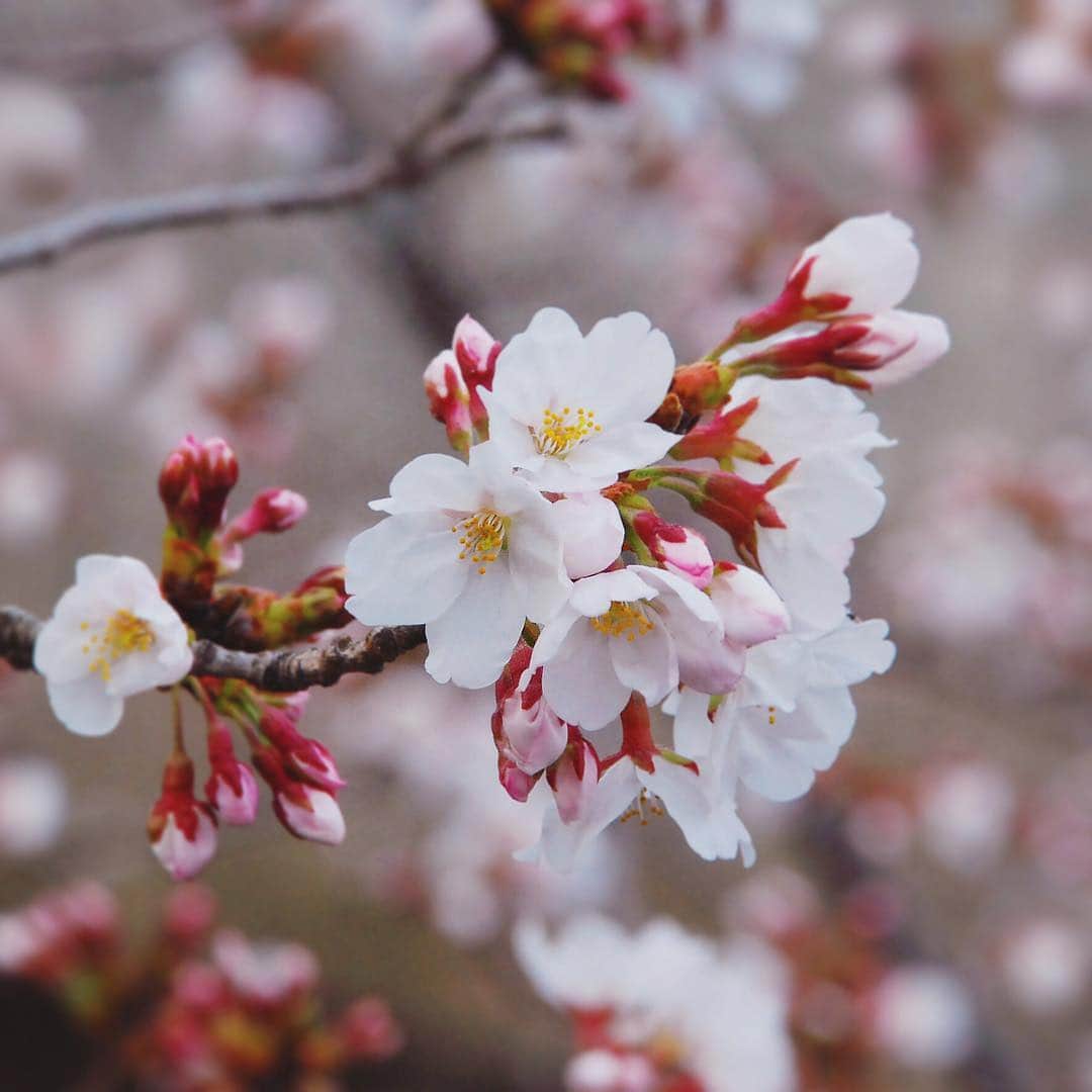 【公式】ヤクルトのケール&フルーツスムージーさんのインスタグラム写真 - (【公式】ヤクルトのケール&フルーツスムージーInstagram)「桜の季節になりました。風が吹いて、ヒラヒラと花びらが舞い落ちるのも、とてもキレイです。 . . . . #ヤクルトのスムージー #ヤクルトのケールスムージー #ヤクルト #スムージー #グリーンスムージー #スーパーフード #ケール #日常 　#キレイをかしこく　#桜　#春　#ソメイヨシノ 　#yakult #smoothie #kalesmoothie #greensmoothie #kale #soymilk #instafood #foodstyling #foodstagram #cherryblossom」3月29日 10時32分 - yakult_hf