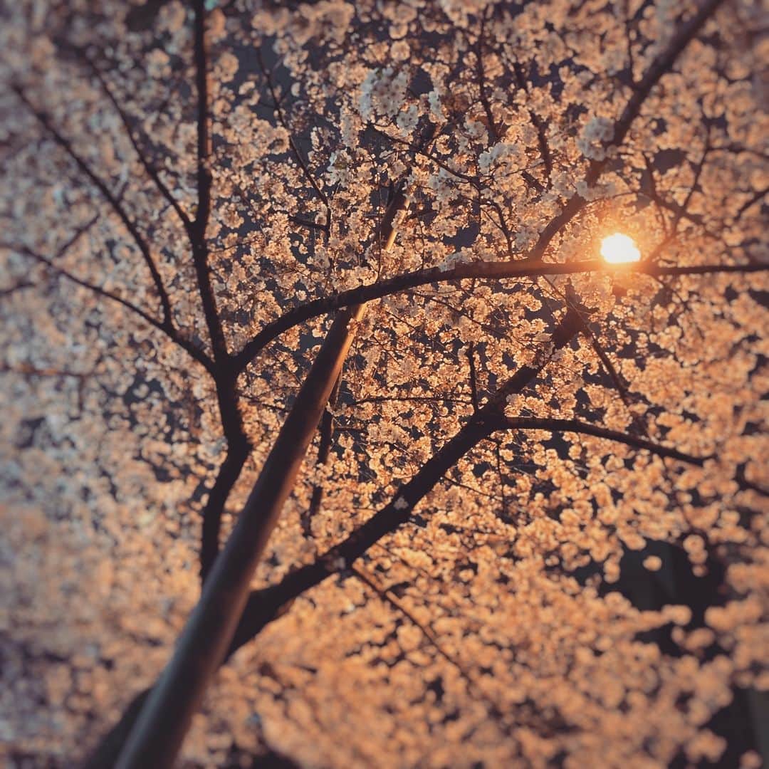 透水さらさのインスタグラム：「のんびり🧒と夜桜を見ながら帰りました🌸 #夜桜#お花見」