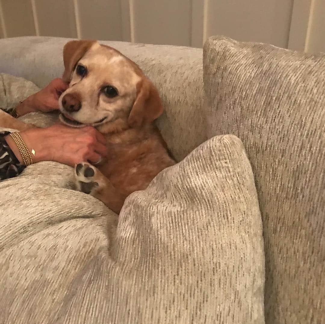 ニア・ヴァルダロスさんのインスタグラム写真 - (ニア・ヴァルダロスInstagram)「Louis crawled onto the back of my friend Beth’s neck and then fell into the couch and his chub trapped him in there and yet he’s slyly smiling and this is exactly what I think when I put on pants that are suddenly too tight: It was worth it.」3月29日 11時09分 - niavardalos
