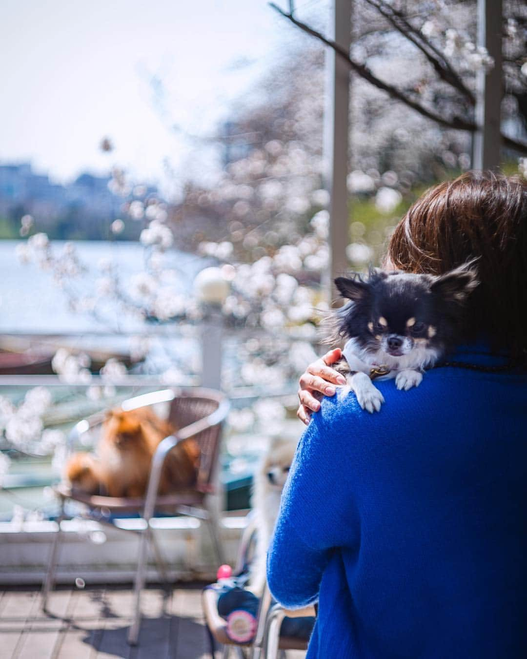 ポテチンさんのインスタグラム写真 - (ポテチンInstagram)「Ohanami 🌸 cherry blossom viewing party」3月29日 11時18分 - pom.potechin