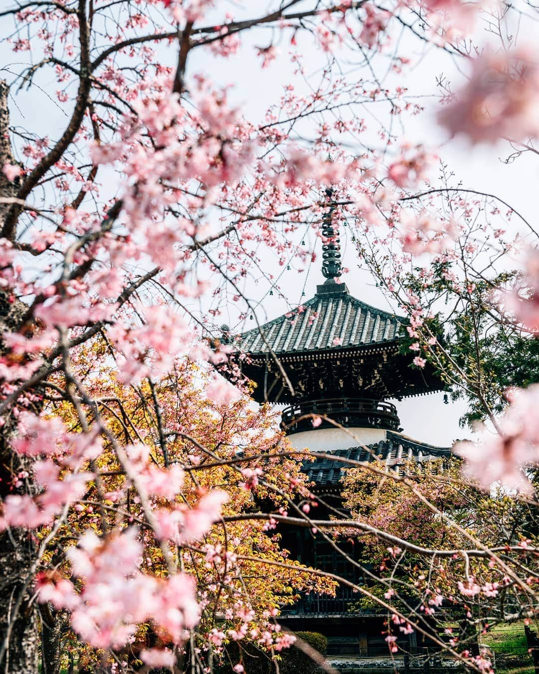 京都いいとこフォトさんのインスタグラム写真 - (京都いいとこフォトInstagram)「. 清凉寺、しだれ桜と多宝塔。 . Weeping cherry blossoms and two-storied pagoda . Date : 2019.3.29 Location :#清凉寺 #Seiryoji Photo : @hino0117 .」3月29日 22時12分 - kyoto_iitoko