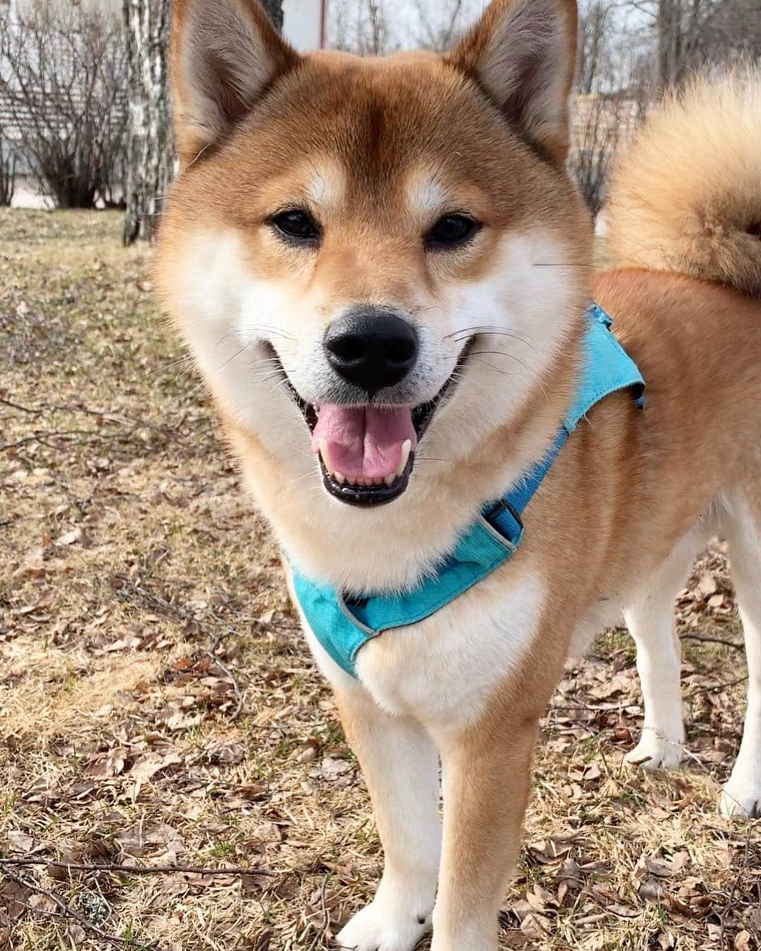 ?Fricko the Shiba Inu?さんのインスタグラム写真 - (?Fricko the Shiba Inu?Instagram)「Happy Friday friends!!😝 🐾 🐾 🐾 🐾 #Fricko #🐶 #☀️ #shiba #shibainu #dog #柴犬 #赤柴  #adorable #shibalovers #shibaholics  #dogoftheday  #weeklyfluff #aww #dogstagram  #dogscorner #puppiesofinstagram #shibapuppy」3月29日 22時05分 - umigiva