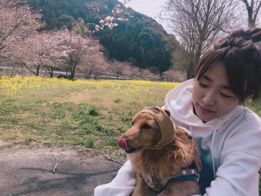 岡村明奈のインスタグラム：「大好きな桜もう少ししたら満開かな🌸 #🌸 #お花見 #🐶」