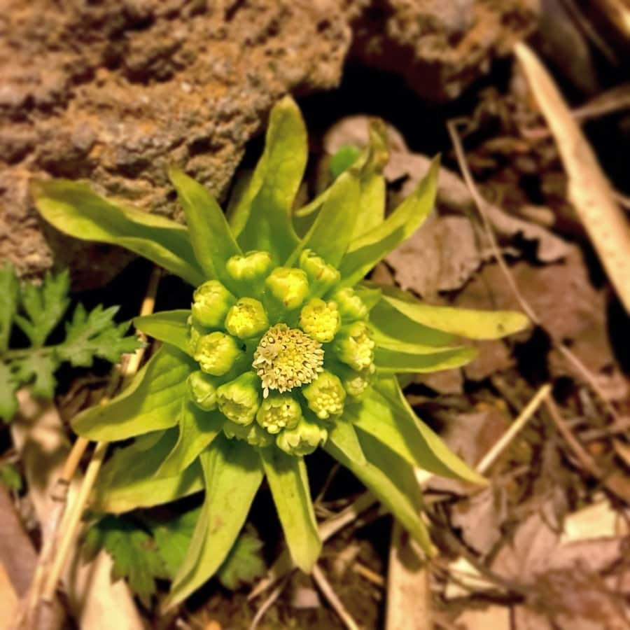 箱根小涌園 ユネッサンのインスタグラム