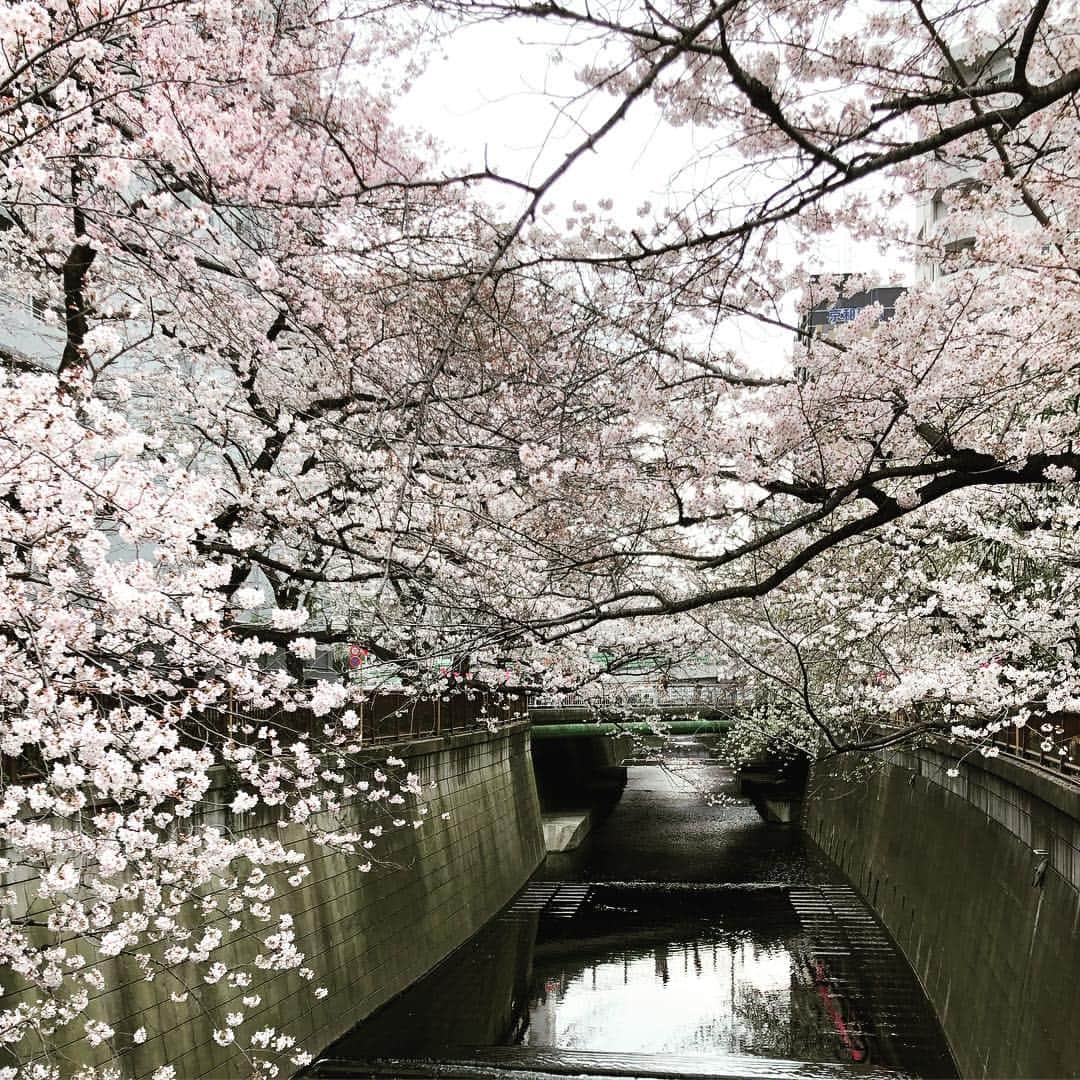 岡田みはるのインスタグラム：「目黒川の桜、きれいでした。まだまだ蕾がありましたよ。寒かった〜。花冷えです。 #目黒川の桜」
