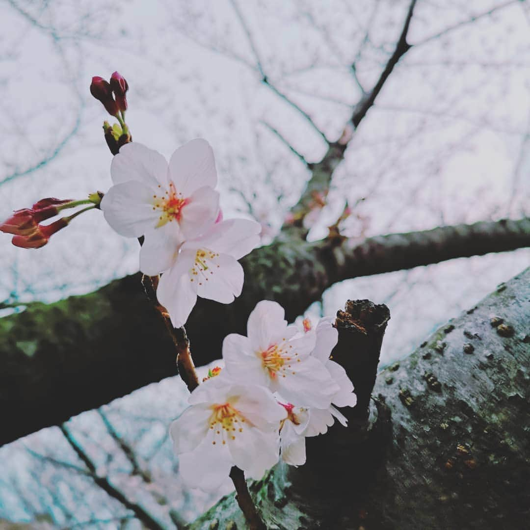 蛯原英里さんのインスタグラム写真 - (蛯原英里Instagram)「突如「自分でお弁当作りたい～」と 言い出す娘🤣  昨日は、お弁当を作ってもらいました～！ （もちろん全部ではないけれど） 卵焼きの卵を流し入れたり 最後に形を作ってもらったり… ソーセージ、とうもろこし、枝豆で お花のおにぎりを作ったり🍙！ とうもろこしの花びらを並べるのを かなり真剣にやっていました～！ そして、自分で詰めて完成～✨ 外は、寒かったけど 桜の下で自分で作ったお弁当を 食べれて嬉しかったね～！ 帰宅してから 娘「またお花のお弁当作りたい～」の コメントをいただきました～⤴️ 喜んでくれてママも嬉しいよ～🤣 暖かくなったら お友だちと一緒にピクニックしようね～💕 #lunch #lunchbox #cherryblossom #happy#flowers #happytime #family #4years#enjoy #girls #picnic #お弁当 #卵焼き #桜 #お花のお弁当 #楽しかったね#おいしかった #また作りたい」3月29日 20時51分 - eriebihara