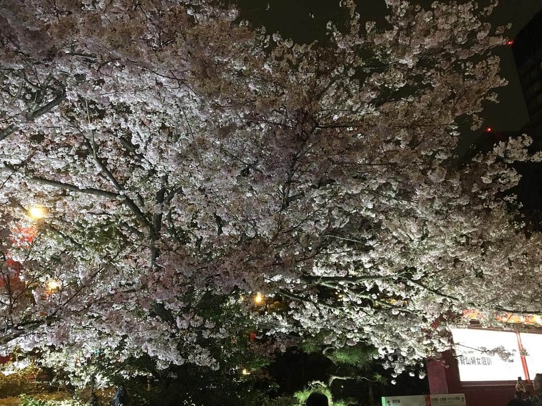 やまだひさしさんのインスタグラム写真 - (やまだひさしInstagram)「さくら桜サクラ 東京着いて国立劇場の前通ったらいい感じに咲いてるじゃないのー！！！ 大阪と比べたら寒くてびっくりだけど、しっかり春の訪れなのね。 #やまだひさし #ラジオ #DJ #グルメ #ノマド #さくら #桜 #大好き #花見 #思い出 #いっぱい」3月29日 20時53分 - yamadamic