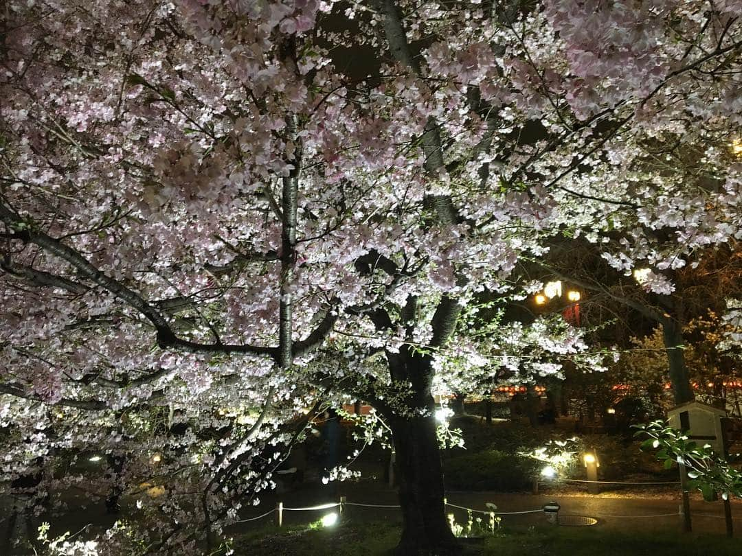 やまだひさしさんのインスタグラム写真 - (やまだひさしInstagram)「さくら桜サクラ 東京着いて国立劇場の前通ったらいい感じに咲いてるじゃないのー！！！ 大阪と比べたら寒くてびっくりだけど、しっかり春の訪れなのね。 #やまだひさし #ラジオ #DJ #グルメ #ノマド #さくら #桜 #大好き #花見 #思い出 #いっぱい」3月29日 20時53分 - yamadamic