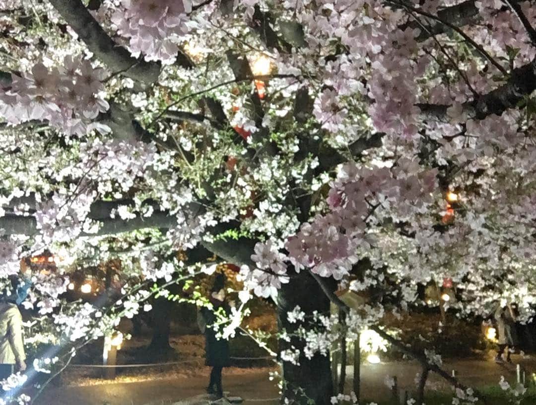 やまだひさしさんのインスタグラム写真 - (やまだひさしInstagram)「さくら桜サクラ 東京着いて国立劇場の前通ったらいい感じに咲いてるじゃないのー！！！ 大阪と比べたら寒くてびっくりだけど、しっかり春の訪れなのね。 #やまだひさし #ラジオ #DJ #グルメ #ノマド #さくら #桜 #大好き #花見 #思い出 #いっぱい」3月29日 20時53分 - yamadamic