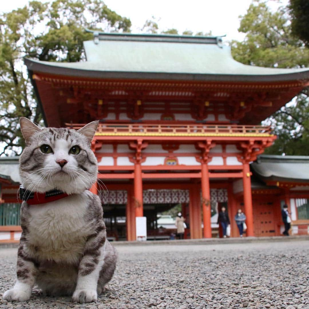 Nyankichi Noranekoさんのインスタグラム写真 - (Nyankichi NoranekoInstagram)「さいたま市大宮区の氷川神社のパトロール異常なし😸  #猫 #고양이 #แมว #貓 #кошка #qata #chat #ニャンスタグラム #gato #喵星人 #ねこ部 #旅猫 #動物 #ねこのきもち #ニャン吉 #kawaii #保護猫 #イケニャン #japan #猫写真 #ねこ #seekor #ネコ #旅貓 #埼玉 #埼玉県 #大宮 #氷川神社」3月29日 20時55分 - noraneko_nyankichi