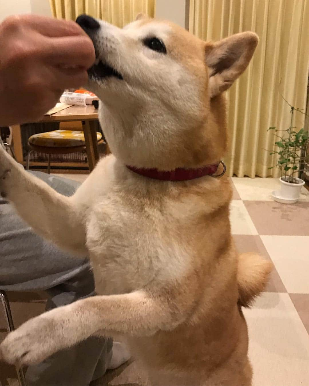 柴犬のモモさんのインスタグラム写真 - (柴犬のモモInstagram)「おやつ食べるーと直立する犬 #いぬ #イヌ #犬 #柴犬 #赤柴 #日本犬 #犬バカ部 #ふわもこ部 #いぬら部 #癒しわんこ #柴犬マニア #犬のいる暮らし #口角キュキュッと部 #shiba #shibainu #shibadog #dogstagram #dogsofinstagram #shibastagram #shibasofinstagram #shibamania #inu #instadog #toyota_dog」3月29日 20時57分 - shi_ba_i_nu_momo