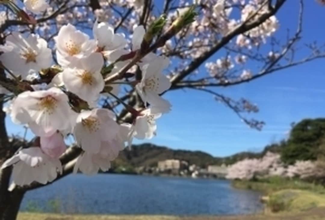 Relux | リラックスさんのインスタグラム写真 - (Relux | リラックスInstagram)「喧騒からはなれ、きらめく湖畔をのぞみながらのどかに過ごす休日。慌ただしい日々を忘れ、大切な人との休日に花を咲かせてみてはいかがでしょうか。 . 📍水辺のホテル 小さな白いホテル/京都 . . . 気になる宿の詳細はプロフィールから▶ @relux_jp . #水辺のホテル小さな白い花 #Relux #リラックス #旅行 #京都 #ホテル #温泉#国内旅行 #旅したくなるフォト #旅の記録 #大人の休日 #風景写真 #おでかけ #大人旅 #旅スタグラム #旅が好き #旅フォト #ダレカニミセタイケシキ #旅行好き #日本旅行 #桜 #trip #travel #kyoto #onsen  #japantravel #ig_japan #お花見 #桜2019 #cherryblossoms」3月29日 21時00分 - relux_jp