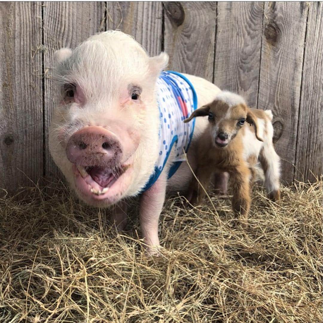 Priscilla and Poppletonさんのインスタグラム写真 - (Priscilla and PoppletonInstagram)「Pop is cracking himself up. He said caption it, “It’s the G.O.A.T with a goat!”🐷🙈#greatestofalltime #SillyPop #Gracethegoat #prissyandpopshelpinghooves #PrissyandPop」3月29日 21時02分 - prissy_pig