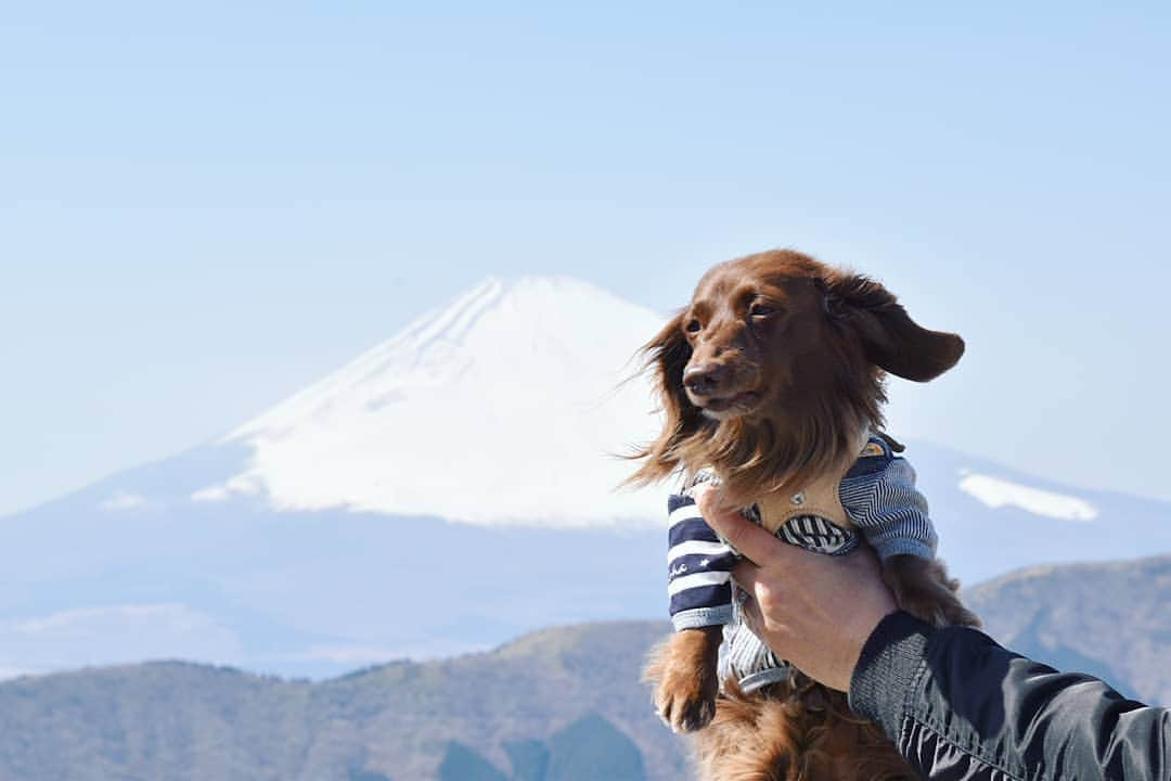 etsukoさんのインスタグラム写真 - (etsukoInstagram)「* 2019.03.29 富士山 どーん🗻 * * * 🐶💬 『黒玉子 食べに行ったですよ⸜(*ˊᗜˋ*)⸝⋆*』 * * * 👧💬 『…。忘れてました！』 * * * お耳が ぴろーんなアロハさん｡:+((*´艸`))+:｡ 富士山🗻ドーン (((o(* ˙-˙ *)o))) 黒玉子食べて みんなで長生きしようね⸜(*ˊᗜˋ*)⸝⋆* * * * #アロハと素敵巡り2019 #富士山 #ミニチュアダックスフンド  #ミニチュアダックス #ダックスフンド #ダックス #チョコソリッド #ワンコなしでは生きて行けません会 #犬のいる暮らし #minituredachshund #miniaturedachs #dachshund #dachs #dogstagram #ig_dogphoto #east_dog_japan #todayswanko #alohahappy🐶 * * *」3月29日 21時05分 - aloha_with_etsuko