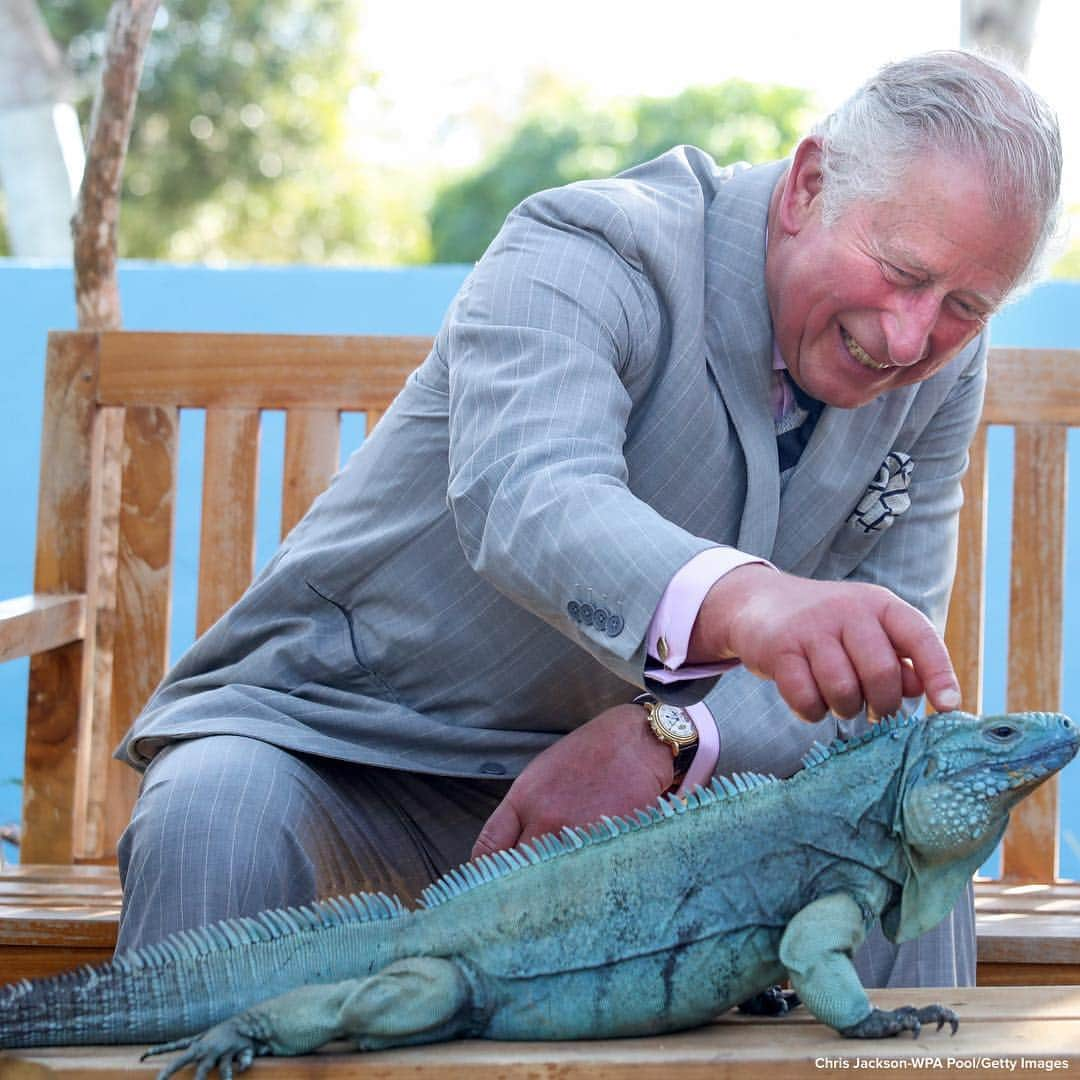 ABC Newsさんのインスタグラム写真 - (ABC NewsInstagram)「A WELCOME FIT FOR A PRINCE: Charles, Prince Of Wales, strokes Peter the blue iguana on a visit to the Queen Elizabeth II Royal Botanic Park, Cayman Islands. #princecharles #royalfamily #britishmonarchy #iguana」3月29日 21時23分 - abcnews