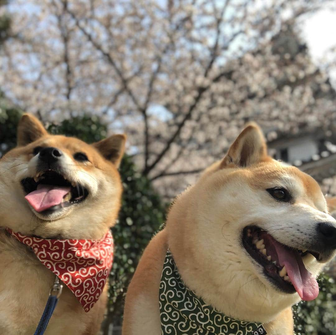 豆助左衛門（まめすけざえもん）さんのインスタグラム写真 - (豆助左衛門（まめすけざえもん）Instagram)「🐾 今日はももちゃんと 久しぶりのデート❤️ … ライブ🕺🏻も途中になりごめんなさい 豆ちゃま🍀もももちゃん🌸も 自由なので なかなかライブ続けるの 難しかった💦 … 母も一緒に散歩🌸 桜🌸喜んでくれました。 … @inunekome …………………………🖋 #徳島柴ちゃん会#マメスケざえもん#チーム俺様 #shiba#shibastagram #豆柴#shibainu #dog#日本#徳島#shiba_snap#🐕📷 #狗  #proudshibas #りんりん部#🛎#柴犬#시바견#一只狗#animalland #西巴犬 #peconいぬ組 #サンデイ #anicas #今日のうちの子 #柴犬ライフモデル応募 #ここ柴部 　#映画ペット2キャンペーン #いぬのきもち賞」3月29日 21時26分 - mamesukezaemon