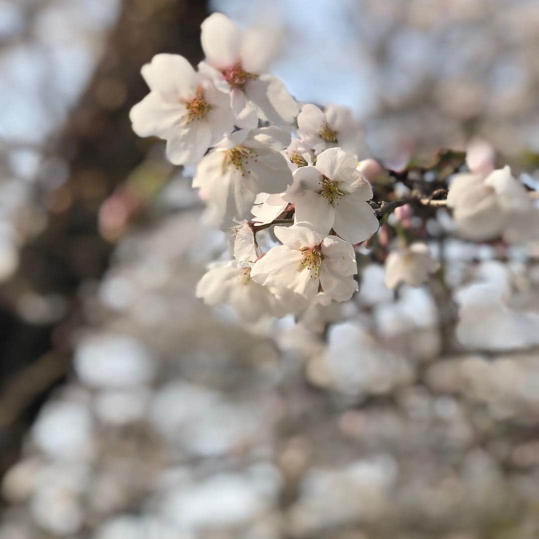 豆助左衛門（まめすけざえもん）さんのインスタグラム写真 - (豆助左衛門（まめすけざえもん）Instagram)「🐾 今日はももちゃんと 久しぶりのデート❤️ … ライブ🕺🏻も途中になりごめんなさい 豆ちゃま🍀もももちゃん🌸も 自由なので なかなかライブ続けるの 難しかった💦 … 母も一緒に散歩🌸 桜🌸喜んでくれました。 … @inunekome …………………………🖋 #徳島柴ちゃん会#マメスケざえもん#チーム俺様 #shiba#shibastagram #豆柴#shibainu #dog#日本#徳島#shiba_snap#🐕📷 #狗  #proudshibas #りんりん部#🛎#柴犬#시바견#一只狗#animalland #西巴犬 #peconいぬ組 #サンデイ #anicas #今日のうちの子 #柴犬ライフモデル応募 #ここ柴部 　#映画ペット2キャンペーン #いぬのきもち賞」3月29日 21時26分 - mamesukezaemon