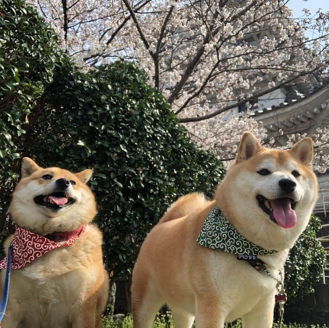 豆助左衛門（まめすけざえもん）のインスタグラム