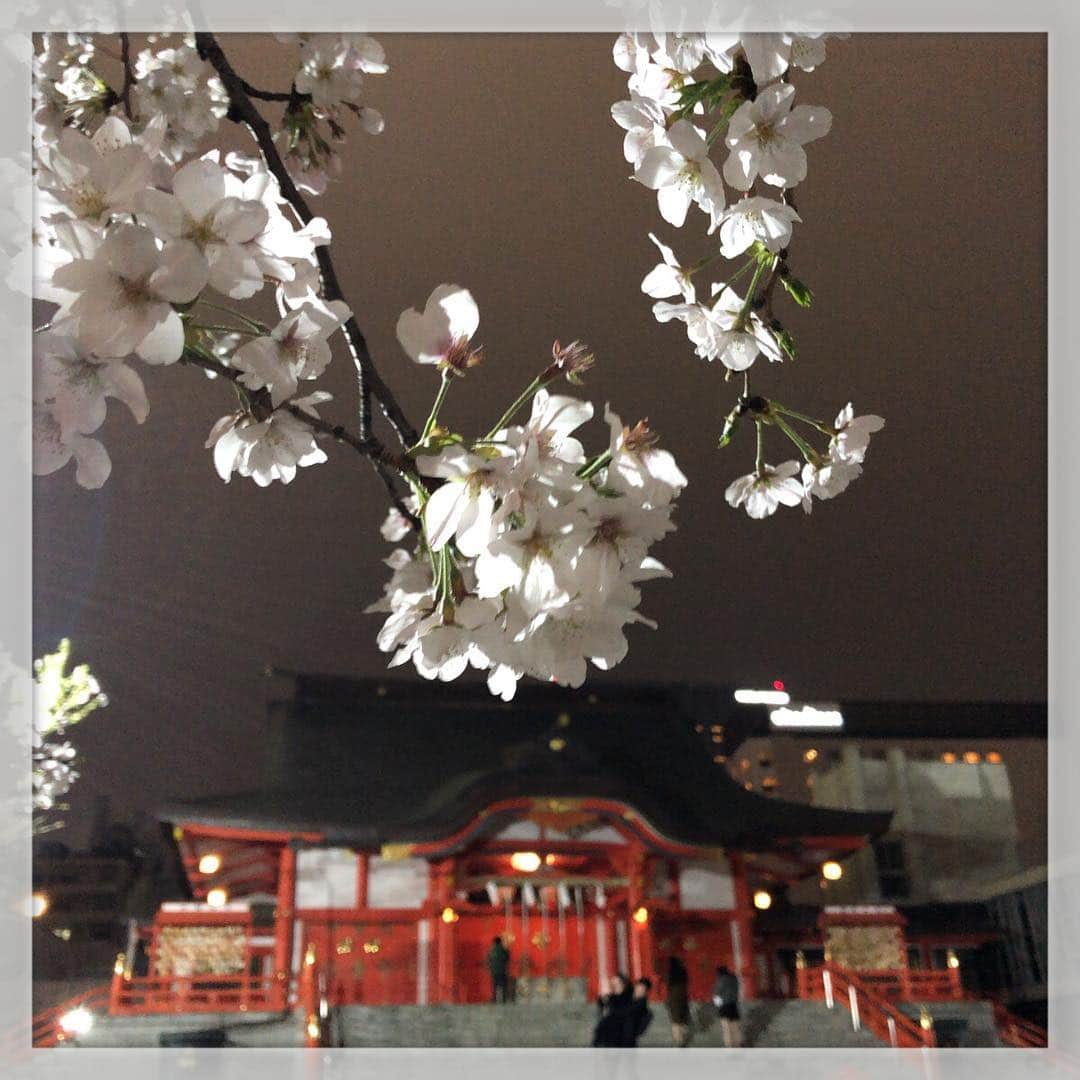 山崎勝之さんのインスタグラム写真 - (山崎勝之Instagram)「帰り道 花園神社 美夜桜」3月29日 21時37分 - chan_yama