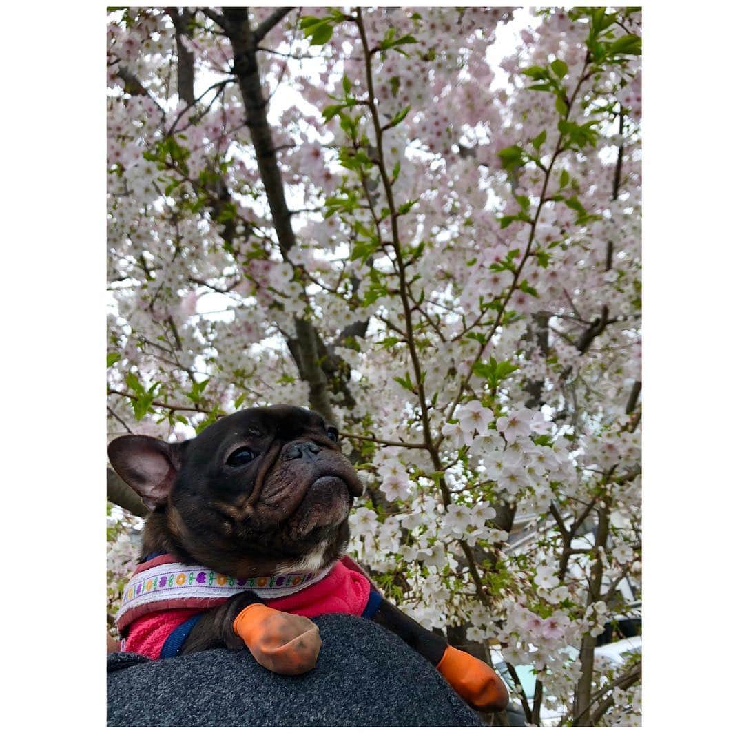 水沢史絵さんのインスタグラム写真 - (水沢史絵Instagram)「🌸記念写真撮ってもらったよ🐷🌸 #frenchbulldog #フレンチブルドッグ #おいもちゃん」3月29日 21時34分 - mizusawafumie