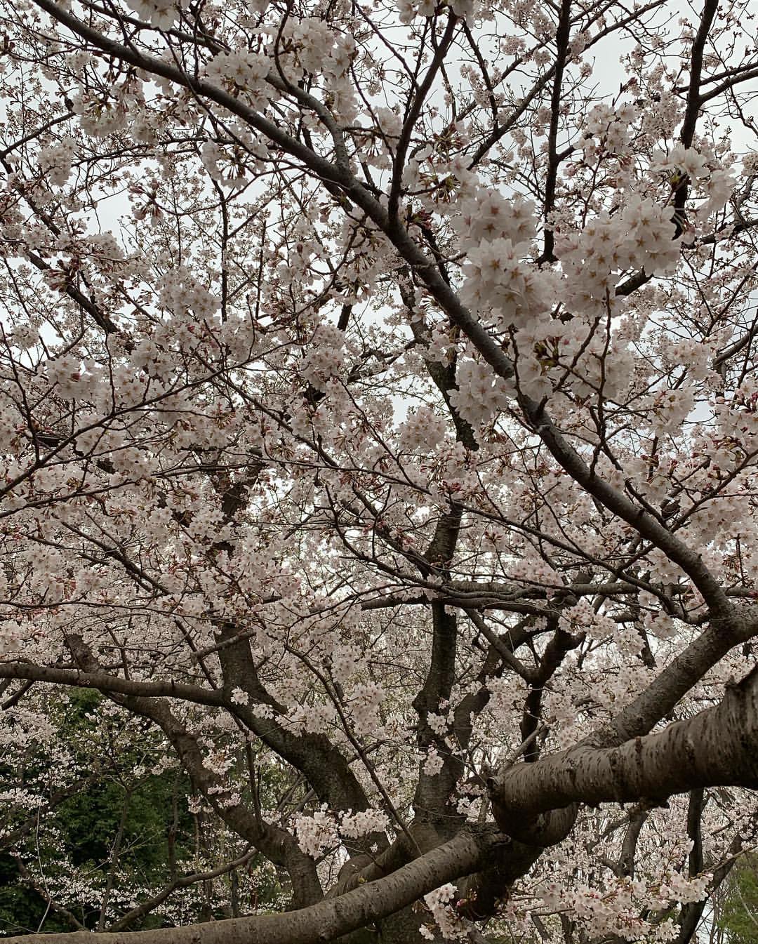 星村麻衣さんのインスタグラム写真 - (星村麻衣Instagram)「昨日は代々木公園でお花見して、その後同級生たちと肉バルへ🌸😊 代々木公園思ったより空いててびっくり❗️🌸🍡 #お花見 #代々木公園 #穴場」3月29日 21時36分 - hoshimuramai