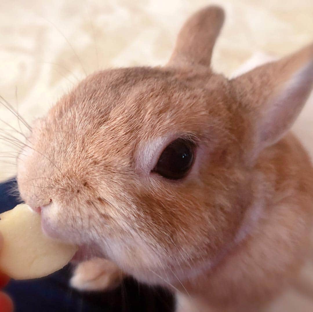 ラン?さんのインスタグラム写真 - (ラン?Instagram)「ちょっと(＿´Д｀) ｱｲｰﾝてなり気味だよ、ランさんw 大好きなりんご🍎おねだり♡ もぐもぐもぐもぐ( ^ω^ )美味しいね♡ ☆ #うさぎ #ネザーランドドワーフ #rabbit #bunny #bunnystagram  #rabbitstagram  #cute  #かわいい #ふわもこ部  #もふもふ  #zip写真部  #アニマル写真部 #instagramjapan #netherlanddwarf #うさぎと暮らす  #うさぎのいる暮らし #癒し #kawaii #ランちゃん  2019.03.29」3月29日 21時48分 - mofumofuusako