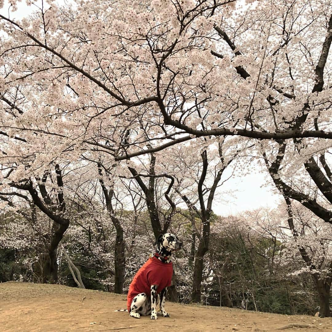 YOPPYさんのインスタグラム写真 - (YOPPYInstagram)「. AM 09:00 at yoyogi park . #20190329 . #犬時間」3月29日 21時50分 - yoyoyopico