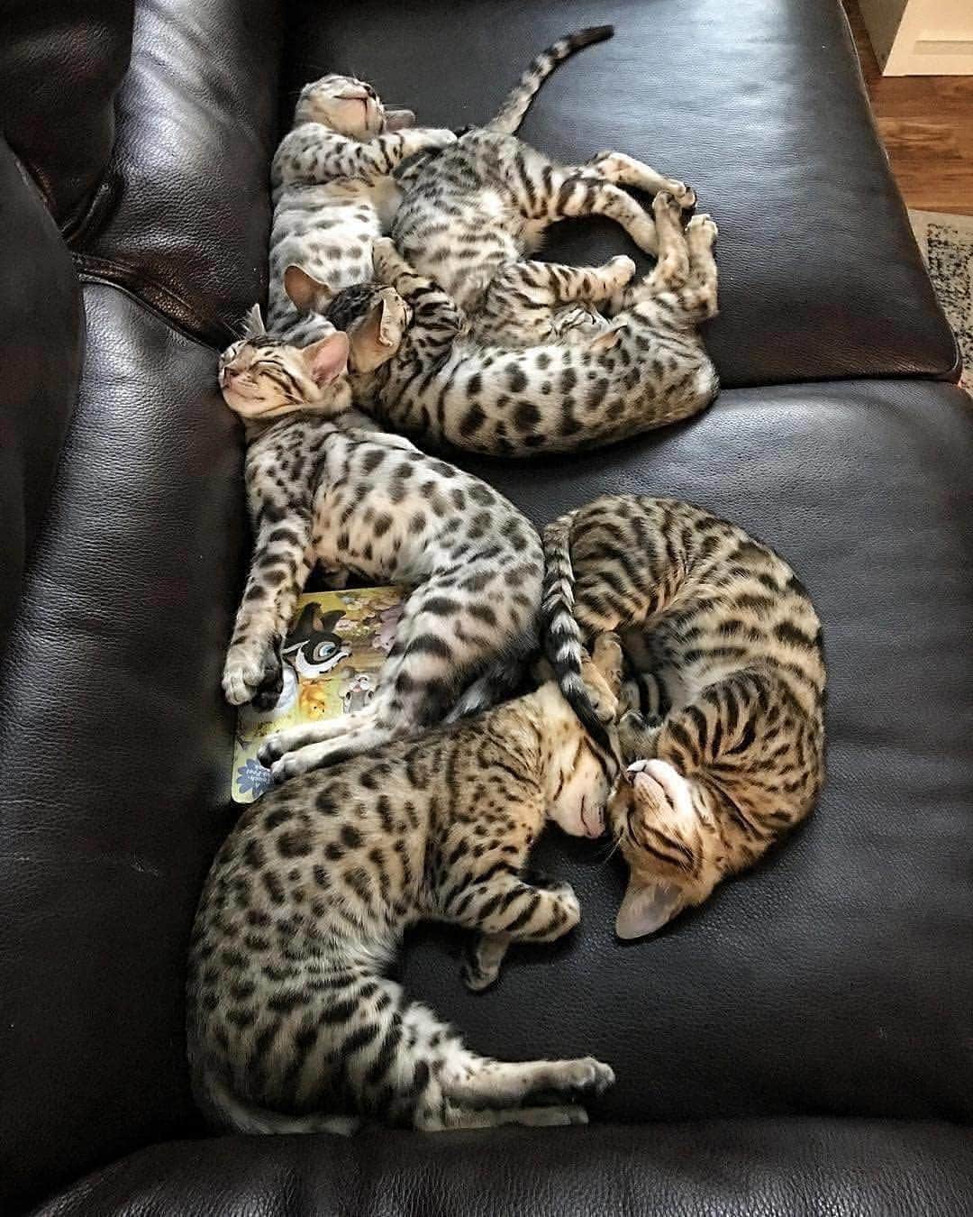 Cute Pets Dogs Catsさんのインスタグラム写真 - (Cute Pets Dogs CatsInstagram)「Best buddies!😺💞😸 📩 Submit your cat's photo to our contest email to be featured💕 From @thebestbengal ⠀⠀⠀⠀⠀⠀⠀⠀⠀ Notification ON 💙 #kittens_of_world and follow us to be featured 😸  #chat #neko #gato #gatto #meow #kawaii #nature #pet #animal #instacat #instapet #mycat #catlover #cats #catofinstagram #catoftheday #catlover #catsagram #catlovers #cat_features #catlady #catlife #catlove #catsgram #cutecat」3月29日 21時52分 - dailycatclub