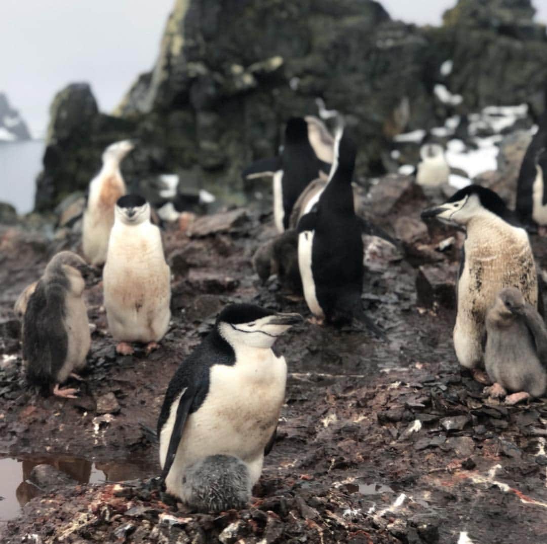 比嘉バービィさんのインスタグラム写真 - (比嘉バービィInstagram)「📍#Ushuaia , Argentina . ついついやってしまう #顔ハメ in ウシュアイア🇦🇷 with #EmperorPenguin . . 今回行った南極でペンギンに少しは詳しくなったよ✌️ . 会えたペンギンは4種類 ⚫︎ジェンツーペンギン(写真2枚目) ⚫︎ヒゲペンギン(写真3枚目) ⚫︎マカロニペンギン(ヒゲペンギンの群れに紛れていたたった一羽のマカロニペンギンを発見したけど写真撮るのを逃す🙄) ⚫︎アデリーペンギン(写真4枚目) . . 実は、ペンギンの中で最も体が大きい皇帝ペンギン(エンペラーペンギン)が暮らすウェッデル海にも行ったけど・・・ . 結果会えず😭 . 「世界一過酷な子育てをする」と言われているエンペラーペンギンを求めまた南極に行きたいと思いました🚢✨ . . ※ペンギンの動画は南極ストーリーにあげています。 . #Antarctica #animal #penguin #ジェンツーペンギン #ヒゲペンギン  #マカロニペンギン#アデリーペンギン #皇帝ペンギン #エンペラーペンギン  #Barby旅行記 #南極」3月29日 13時08分 - barby724