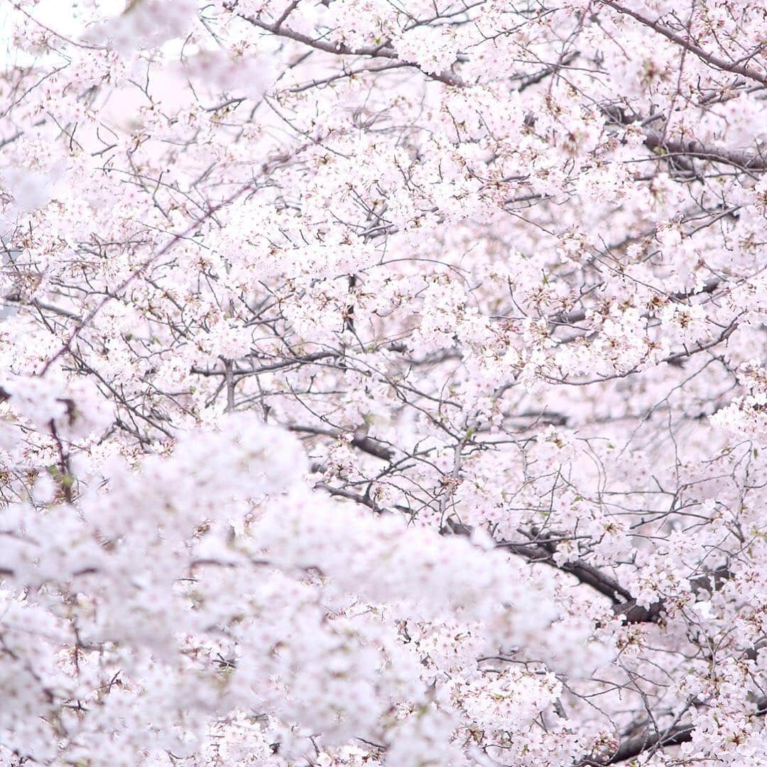 KEINA HIGASHIDEさんのインスタグラム写真 - (KEINA HIGASHIDEInstagram)「桜に埋もれたい気分になる 今朝の中目黒の桜。  ほぼ満開で 今週末は見頃ですよ。  変わった提灯の文字を探すのも楽しいね。  #中目黒 #中目黒桜まつり #春がきた #桜 #cherryblossom #お花スナップ #Tokyo_daytrip_2019」3月29日 13時20分 - keina_higashide