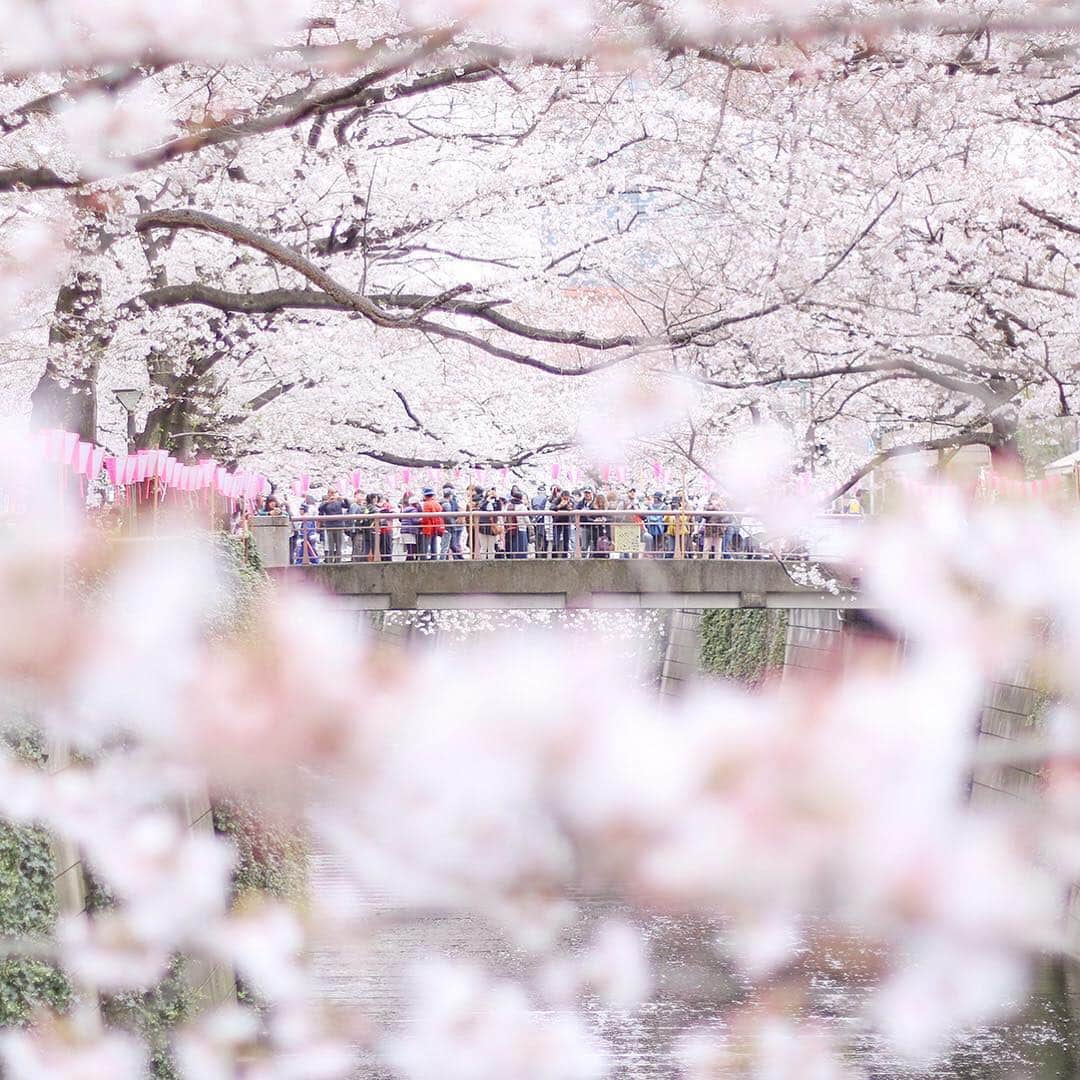KEINA HIGASHIDEさんのインスタグラム写真 - (KEINA HIGASHIDEInstagram)「桜に埋もれたい気分になる 今朝の中目黒の桜。  ほぼ満開で 今週末は見頃ですよ。  変わった提灯の文字を探すのも楽しいね。  #中目黒 #中目黒桜まつり #春がきた #桜 #cherryblossom #お花スナップ #Tokyo_daytrip_2019」3月29日 13時20分 - keina_higashide