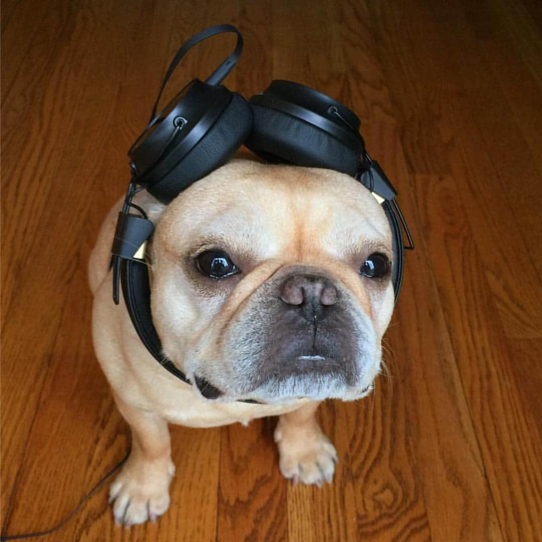 Hamlinさんのインスタグラム写真 - (HamlinInstagram)「Hopefully these are sound cancelling, because there’s too much toddler chatter going on over here at my home. #tbt ..........」3月29日 13時13分 - hamlin_the_frenchie