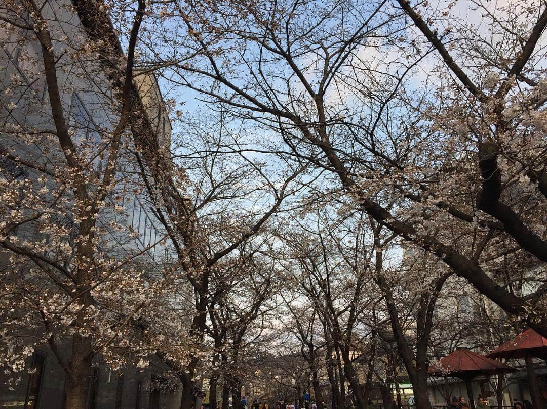 寺田御子さんのインスタグラム写真 - (寺田御子Instagram)「春ですね。お茶と酒たすきさんの桜餅です。待ってましたと言わんばかりの桜餅。塩漬け桜シロップともったり甘い桜餡クリームにバニラアイス入りの求肥。去年よりさらに美味しくなってて感動しました。母と祇園をお散歩しましたが、桜はまだ早かったようで残念。 #お茶と酒たすき #たすき #かき氷 #京都」3月29日 13時16分 - mikoterada