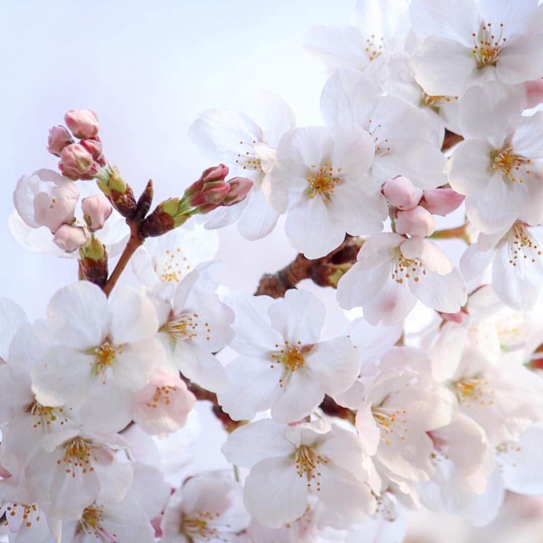 KEINA HIGASHIDEさんのインスタグラム写真 - (KEINA HIGASHIDEInstagram)「桜が咲きはじめて、すっかり春。 写真は善福寺公園の桜。  #西荻窪 #善福寺公園 #3月27日 #桜 #cherryblossom #お花スナップ #Tokyo_daytrip_2019」3月29日 13時16分 - keina_higashide