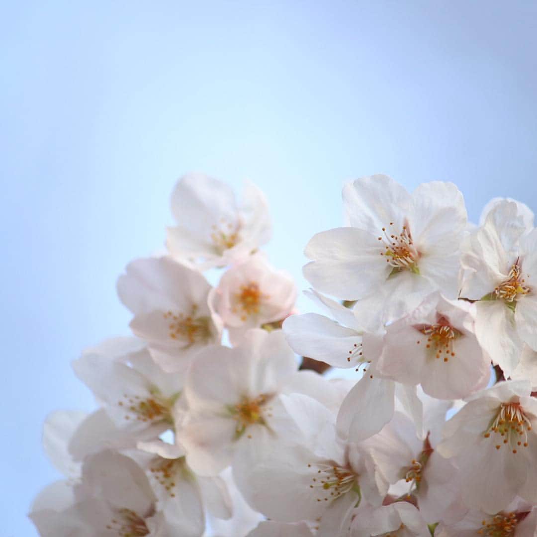 KEINA HIGASHIDEさんのインスタグラム写真 - (KEINA HIGASHIDEInstagram)「桜が咲きはじめて、すっかり春。 写真は善福寺公園の桜。  #西荻窪 #善福寺公園 #3月27日 #桜 #cherryblossom #お花スナップ #Tokyo_daytrip_2019」3月29日 13時16分 - keina_higashide