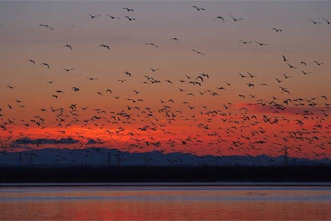 現地発信の旅行サイト「たびらい」さんのインスタグラム写真 - (現地発信の旅行サイト「たびらい」Instagram)「【北海道・苫小牧】 野鳥の楽園と呼ばれるウトナイ湖。3月には、マガンの群れが北へ向けて飛び立ちました。空を覆いつくすマガンたちは大迫力！　1年を通して野鳥観察が楽しめる湖の魅力は、「ウトナイ湖　たびらい」で検索♪ ： （写真／Ka-mmy☆） ： #たびらい #tabirai #たびらい北海道 #北海道 #hokkaido #ローカル旅行 #旅行好き #旅行好きな人と繋がりたい #旅行 #travelgram #travel #小旅行 #ファインダー越しの私の世界 #北海道旅行 #北海道好きな人と繋がりたい #苫小牧 #tomakomai #ウトナイ湖 #湖 #lake #春 #野鳥 #nature #sky #自然 #空 #夜明け #朝焼け #朝日 #早朝」3月29日 13時37分 - tabirai