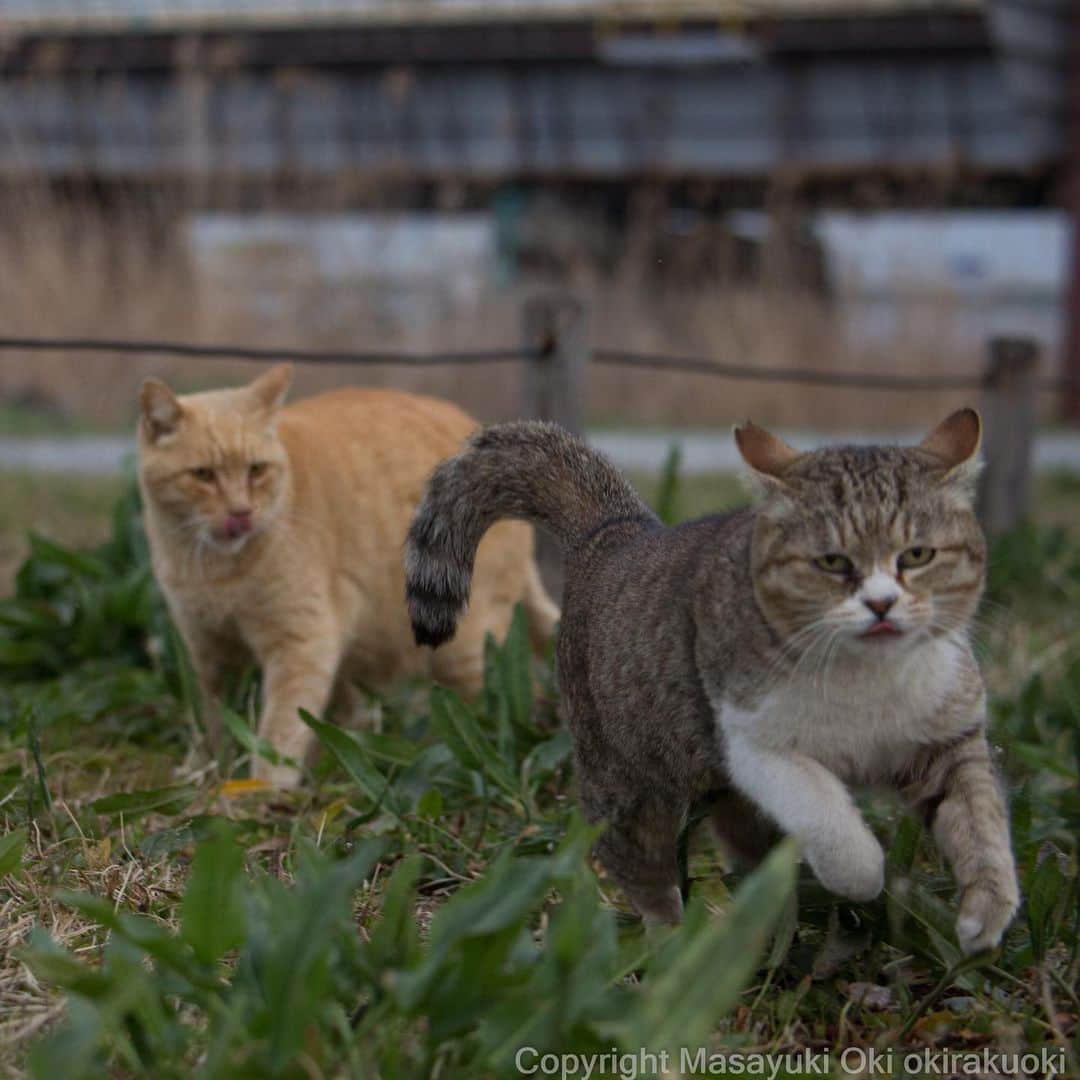 Masayukiさんのインスタグラム写真 - (MasayukiInstagram)「一目散。  #cat #ねこ #ダブルぺろり」3月29日 13時32分 - okirakuoki