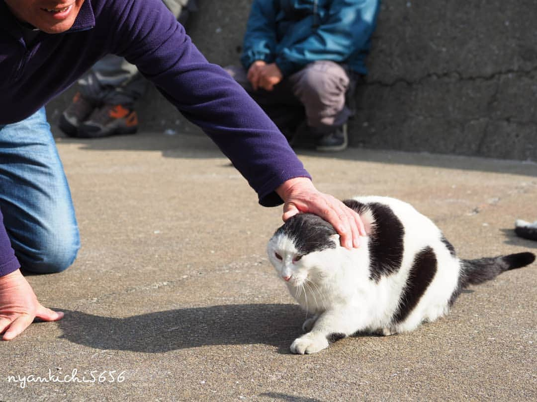 路地裏のにゃん吉さんのインスタグラム写真 - (路地裏のにゃん吉Instagram)「If the cat has disappeared from the world？  世界から猫が消えたなら  #生き抜け野良猫  #แมว #igersjp#ねこ#猫#ig_japan#ねこ部#ふわもこ部#野良猫#にゃんすたぐらむ#みんねこ #cats#ファインダー越しの私の世界 #catsofinstagram#catstocker#instagramjapan##catloversclub#ペコねこ部#ピクネコ #東京カメラ部#icu_japan#team_jp_西 #고양이#nekoclub #catstagram#japan_photo_now #bestcatclub #loves_nippon#balousfriends#getolympus」3月29日 13時36分 - nyankichi5656