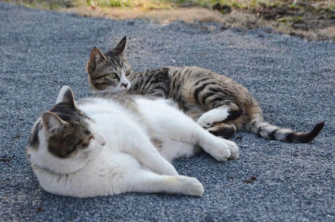 やふさんのインスタグラム写真 - (やふInstagram)「ほらー新吉がマネするでしょ！ . #cat #neko #catlovers #catsofinstagram #catstagram #instacat #猫 #ねこ #ネコ #保護猫 #新吉 #京太」3月29日 13時39分 - kyafy