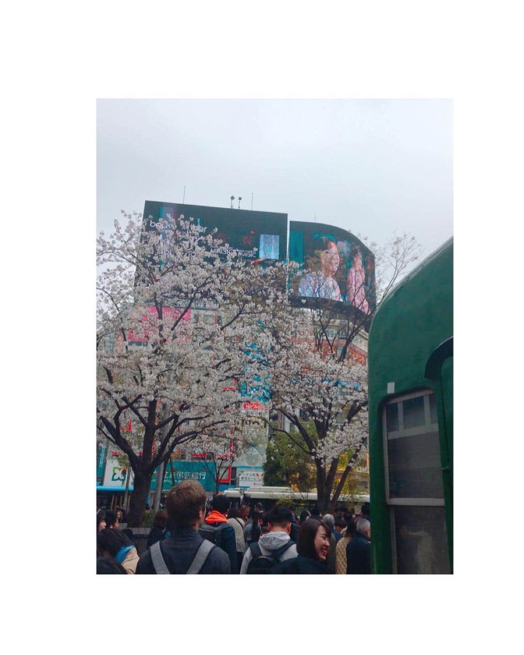 鈴木亜美さんのインスタグラム写真 - (鈴木亜美Instagram)「桜が綺麗だぁぁぁぁ🌸 お天気いい時にゆっくりピクニックしたい気分だね☀️🍀 そして、何気に渋谷スクランブル交差点の桜の影からママのCMがチラリ👩笑」3月29日 13時44分 - amiamisuzuki