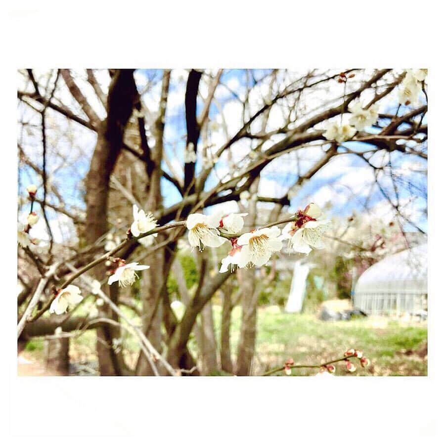 キタキマユさんのインスタグラム写真 - (キタキマユInstagram)「仙台の早咲き桜🌸 本当にありがとうございました✨✨✨ たくさんの感謝を込めて☺️✨ #仙台  #さくら #早咲き桜 #本当にありがとうございました  #また来ます  #sendai  #cherryblossom  #kitakimayu #キタキマユ」3月29日 13時52分 - kitakimayu_official