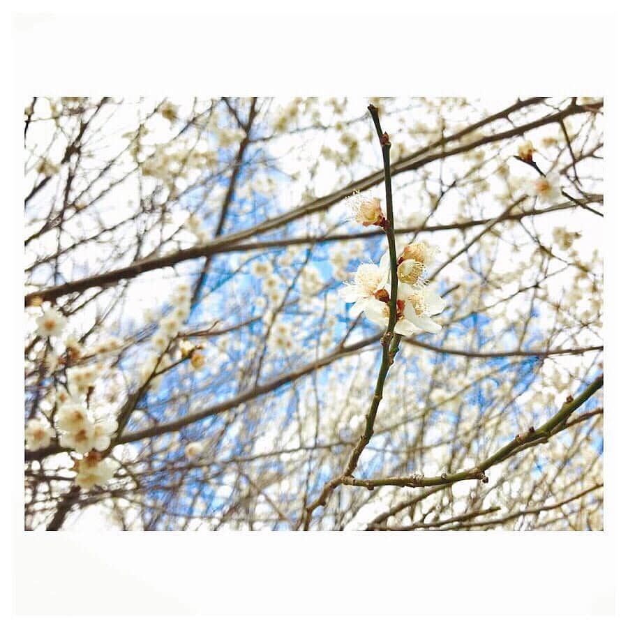 キタキマユさんのインスタグラム写真 - (キタキマユInstagram)「仙台の早咲き桜🌸 本当にありがとうございました✨✨✨ たくさんの感謝を込めて☺️✨ #仙台  #さくら #早咲き桜 #本当にありがとうございました  #また来ます  #sendai  #cherryblossom  #kitakimayu #キタキマユ」3月29日 13時52分 - kitakimayu_official
