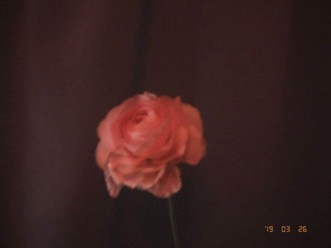 吉川愛さんのインスタグラム写真 - (吉川愛Instagram)「☺︎ 明日はTGCです。 ドキドキだわ、みんな楽しもうね🕴🏻🕴🏻🕴🏻 . 今回のお花 サーモンピンクとちょっと黄色の入った ラナンキュラス 一度ハマるとずっと買ってしまいます。 ラナンキュラスのピンク色の花言葉は 「飾らない美しさ」」3月29日 13時56分 - ai_yoshikawa_official