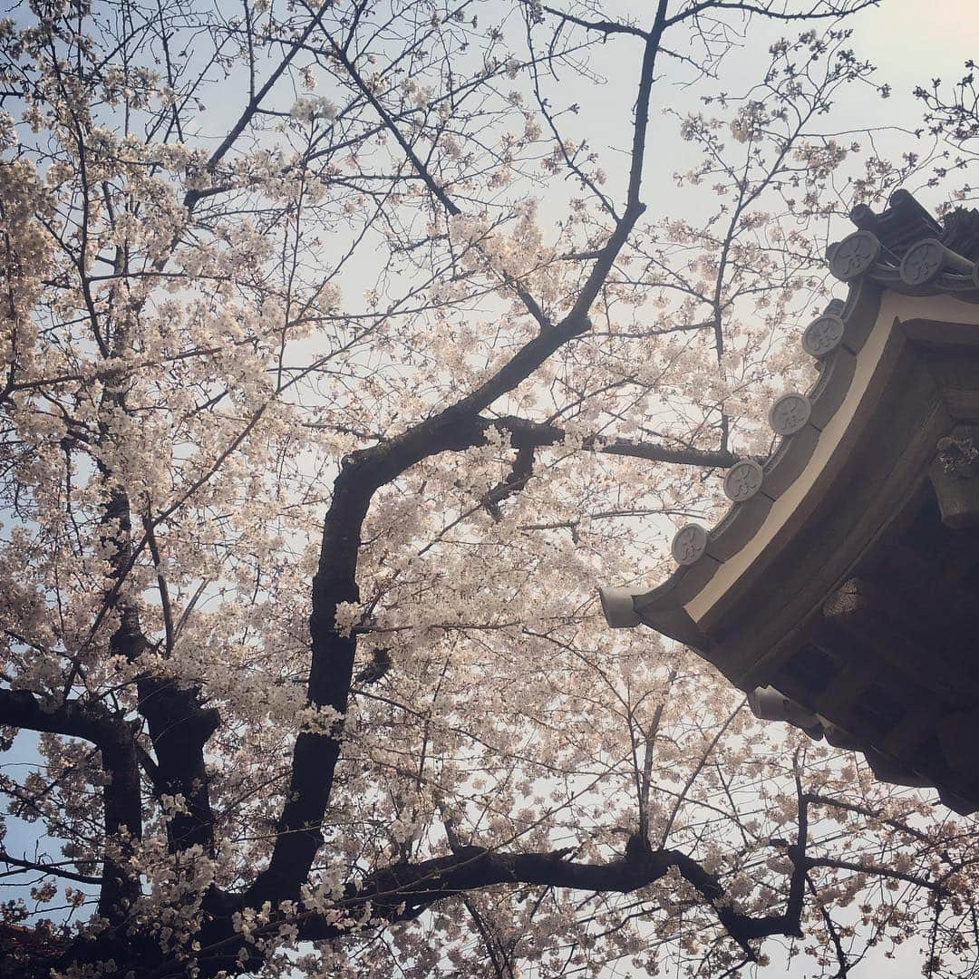 倉橋友和さんのインスタグラム写真 - (倉橋友和Instagram)「#メーテレ 隣の#東別院 は#桜 が見頃です🌸#アップ の天気予報は#修作さん と#気象予報士 #冨永幸 さんが、この場所から中継でお伝えします🎤 ちなみに3枚目の写真は今日の#ランチ #ガパオライス 🇹🇭 #メーテレアップ #アップは午後3時46分から #アップの特集は午後6時15分から #アナウンサー #鈴木しおり #星恭博 #石神愛子 #倉橋友和 #山田修作 #東桜パクチー #東桜パクチー金山店 #倉めし」3月29日 13時57分 - nbn_kurahashi