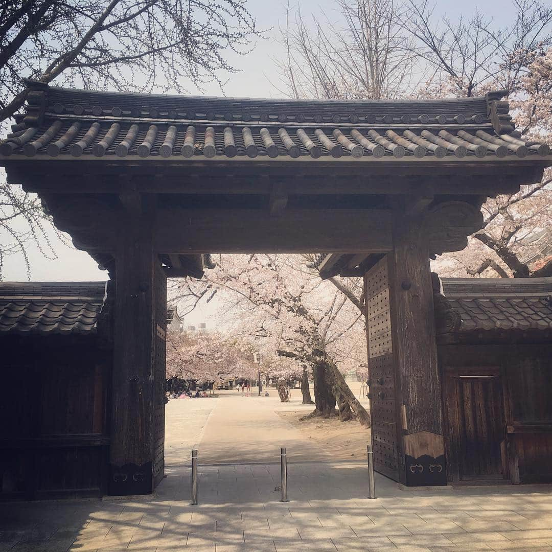 倉橋友和さんのインスタグラム写真 - (倉橋友和Instagram)「#メーテレ 隣の#東別院 は#桜 が見頃です🌸#アップ の天気予報は#修作さん と#気象予報士 #冨永幸 さんが、この場所から中継でお伝えします🎤 ちなみに3枚目の写真は今日の#ランチ #ガパオライス 🇹🇭 #メーテレアップ #アップは午後3時46分から #アップの特集は午後6時15分から #アナウンサー #鈴木しおり #星恭博 #石神愛子 #倉橋友和 #山田修作 #東桜パクチー #東桜パクチー金山店 #倉めし」3月29日 13時57分 - nbn_kurahashi