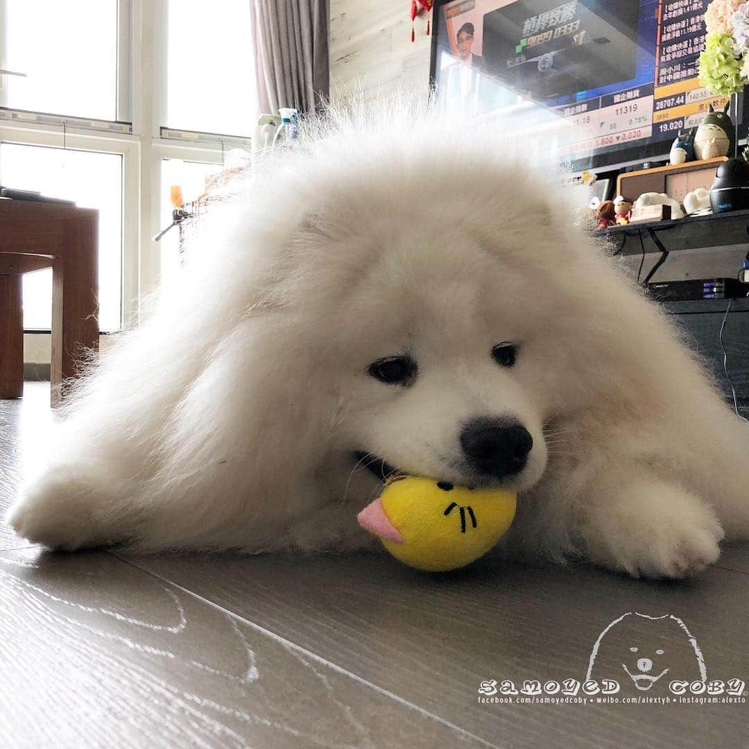 Alex Toさんのインスタグラム写真 - (Alex ToInstagram)「🥰🥰🥰 #cute #dog #doglover #dogsofinstagram #dogoftheday #dogofthedayjp #dogstagram #fluffy #hkig #hongkong #ilovemydog #instadog #instagood #instamood #instagraphy #shibainu #samoyedoninstagram #pet #petlovers #petsofinstagram #petstagram #photooftheday #puppy #pupsofinstagram #samoyed #samoyedsofinstagram #webstagram #犬 #サモエド」3月29日 14時00分 - alexto