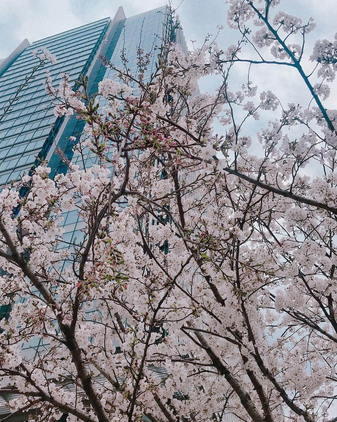 松山愛里さんのインスタグラム写真 - (松山愛里Instagram)「撮影が早めに終わったので、 ふらっと散歩👟🍃 今日はちょっとひんやりしてるけど、桜を見るとあたたかい気持ちになりますね🌸🌸🌸 高層ビルと桜の組み合わせは東京らしくてこれも良い😊 ここ数年のお花見はワイワイするよりも、一人でぽーっとお茶を片手に見物するのが好き🌸🍵」3月29日 14時07分 - airi__matsuyama