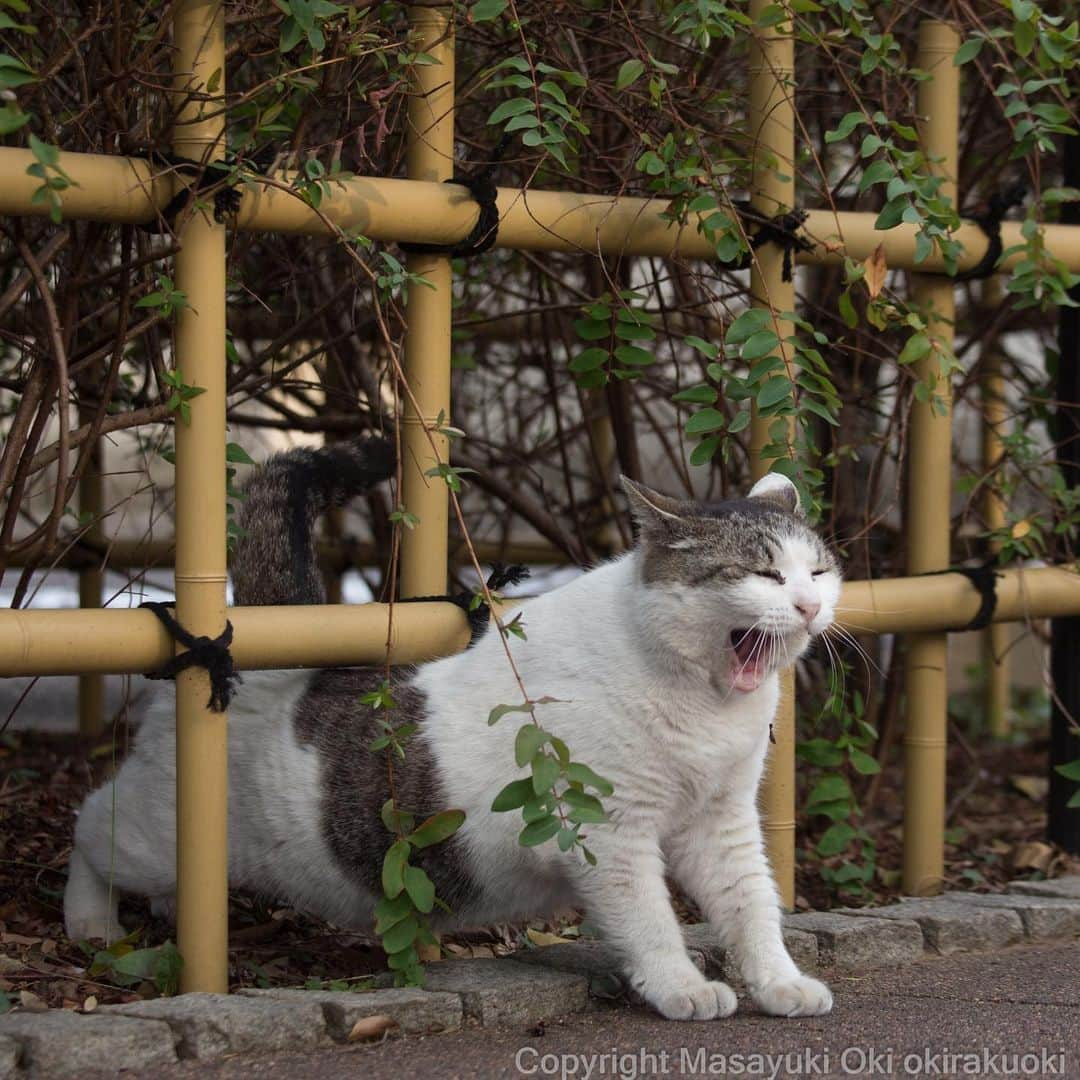 Masayukiさんのインスタグラム写真 - (MasayukiInstagram)「Satoさんの映えを意識した登場。  #cat #ねこ #satoいつもやさしいありがとう」3月29日 14時17分 - okirakuoki