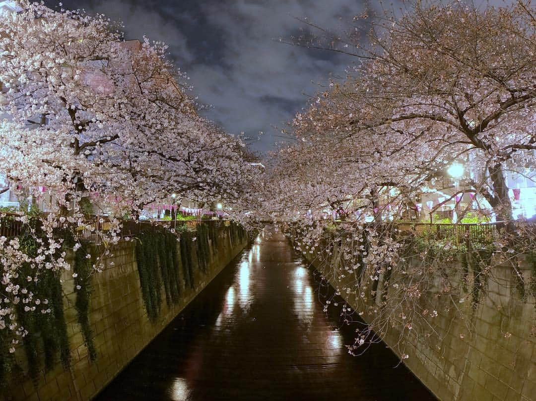 落合将人さんのインスタグラム写真 - (落合将人Instagram)「中目黒の桜 昼も夜も綺麗でした。  #桜⁠ ⁠ #cherryblossom⁠ ⁠ #中目黒 #夜桜⁠ ⁠ #花見⁠ ⁠ #春 #spring」3月29日 14時20分 - masato_ochiai